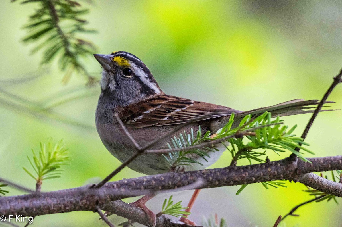 White-throated Sparrow - ML620997909