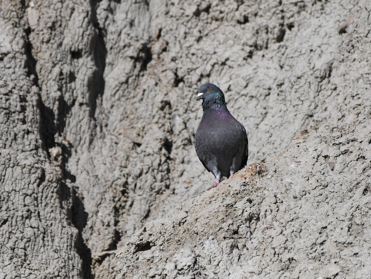 Rock Pigeon (Feral Pigeon) - ML620997923