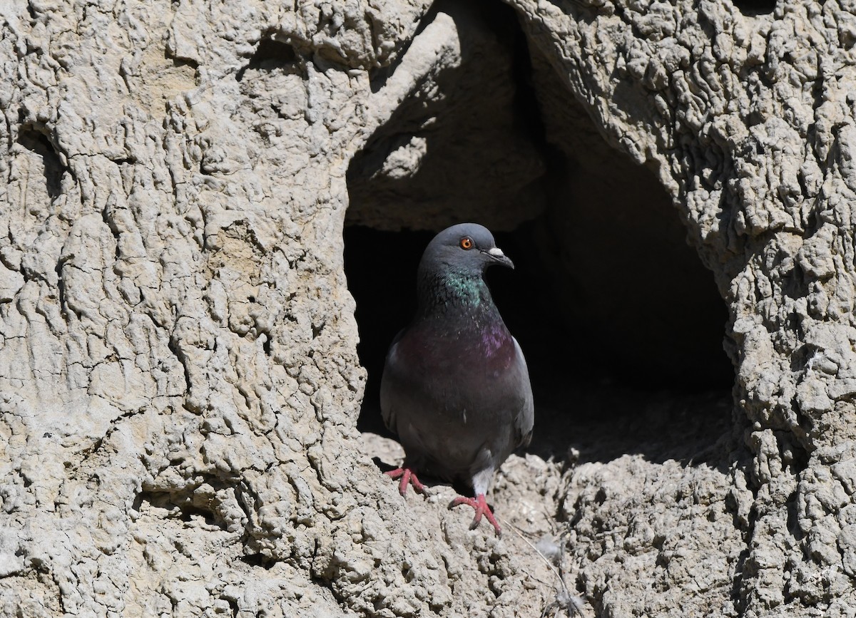 Rock Pigeon (Feral Pigeon) - ML620997924