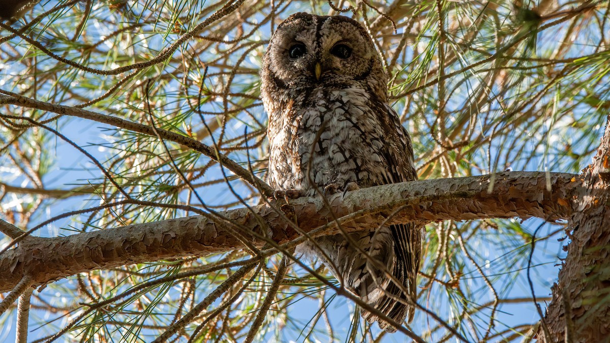 Tawny Owl - ML620997955