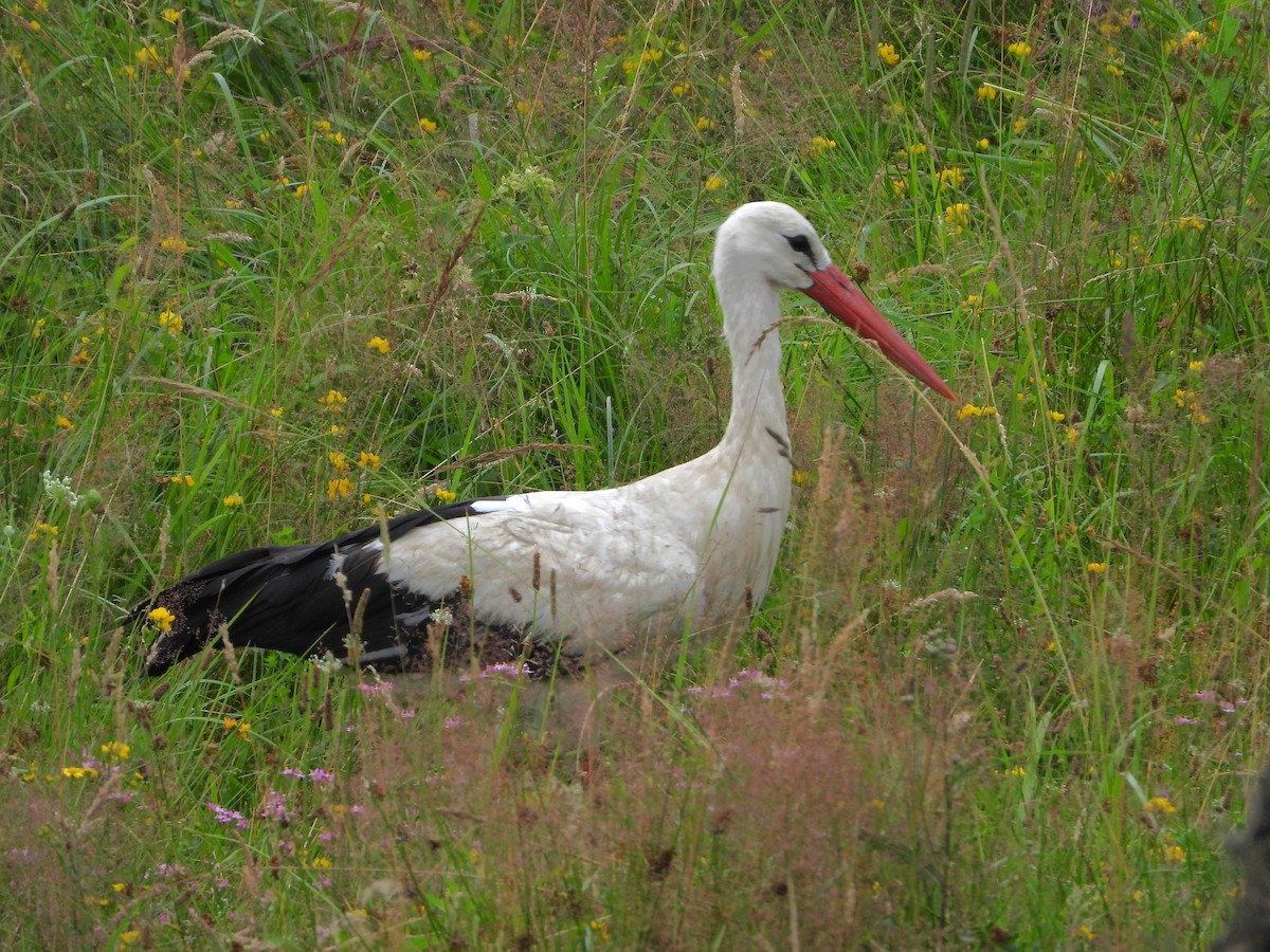White Stork - ML620997959