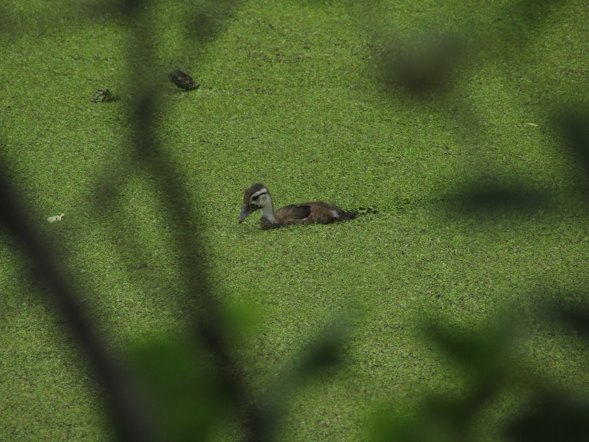 Wood Duck - Jenna Rupert