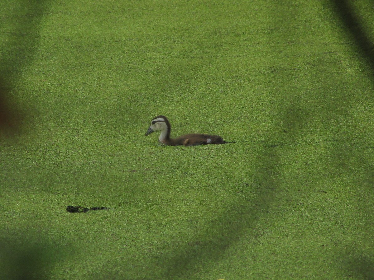 Wood Duck - ML620997986