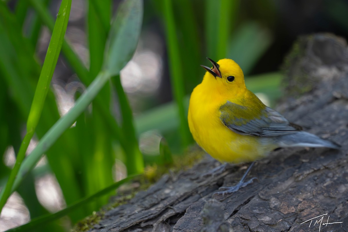 Prothonotary Warbler - ML620997995