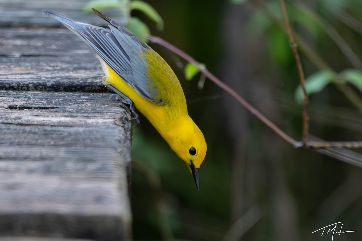 Prothonotary Warbler - ML620997996
