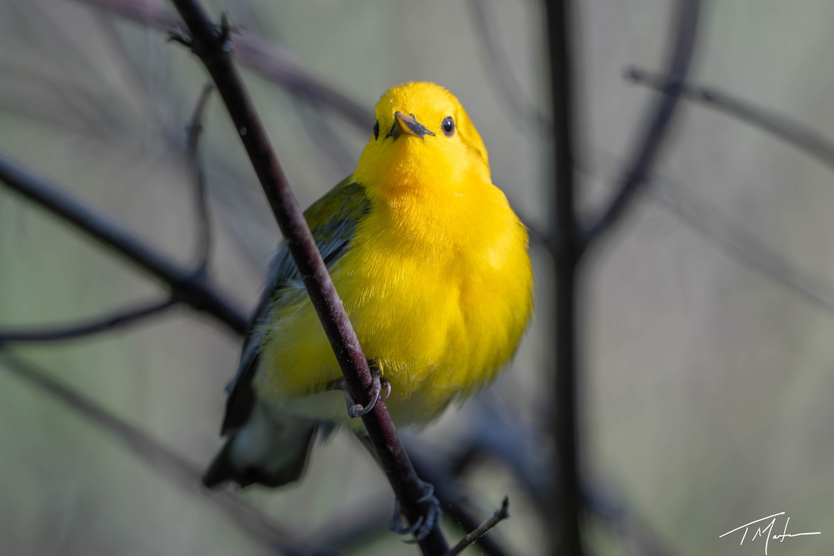 Prothonotary Warbler - ML620997997
