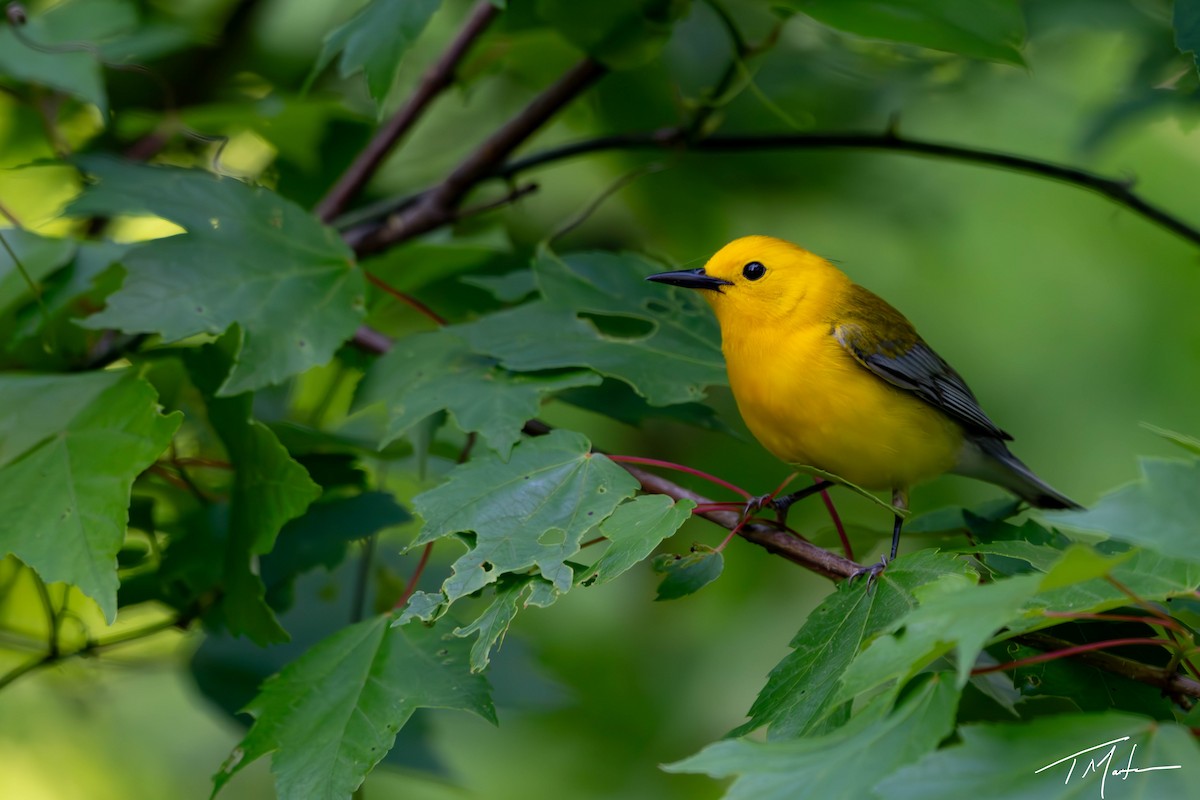 Prothonotary Warbler - ML620997998