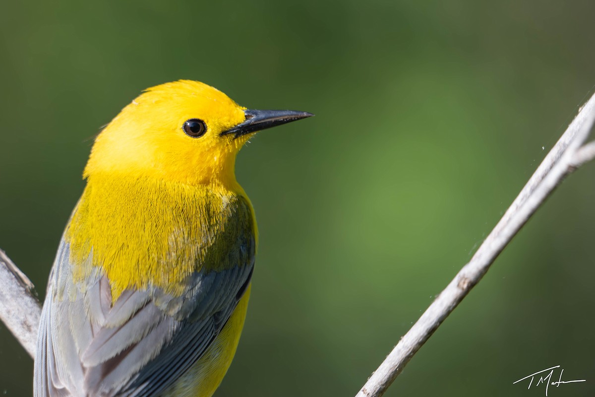 Prothonotary Warbler - ML620997999