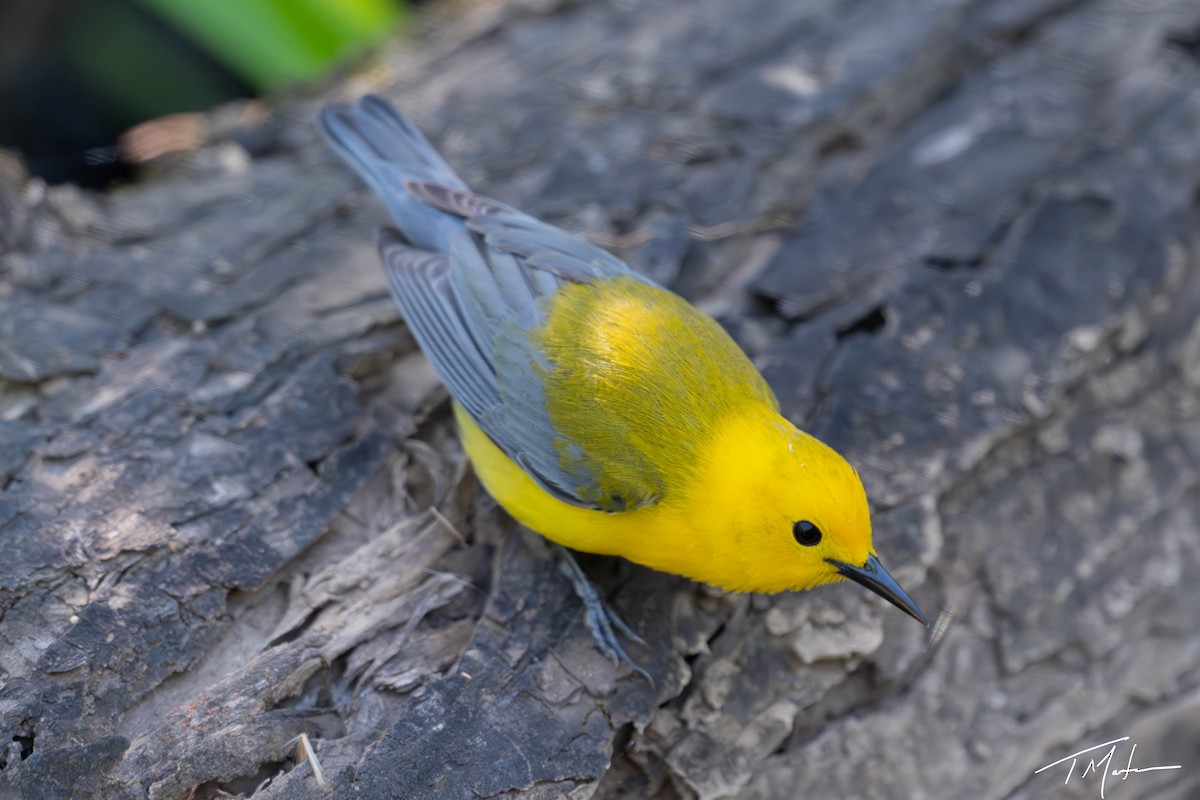 Prothonotary Warbler - ML620998000