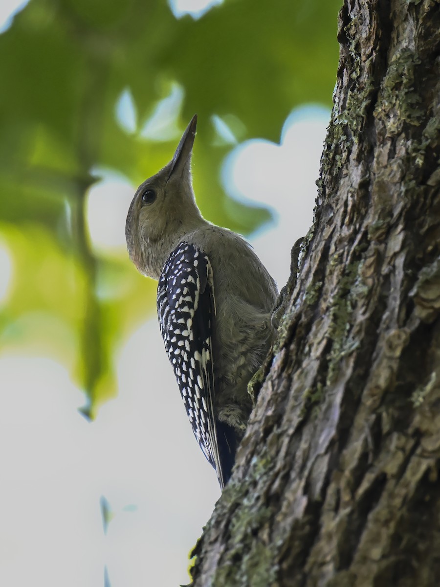 Red-bellied Woodpecker - James M