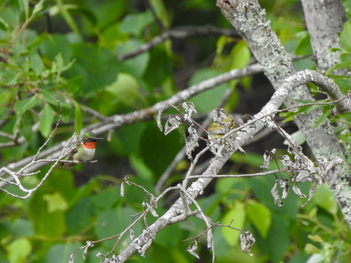Ruby-throated Hummingbird - ML620998017