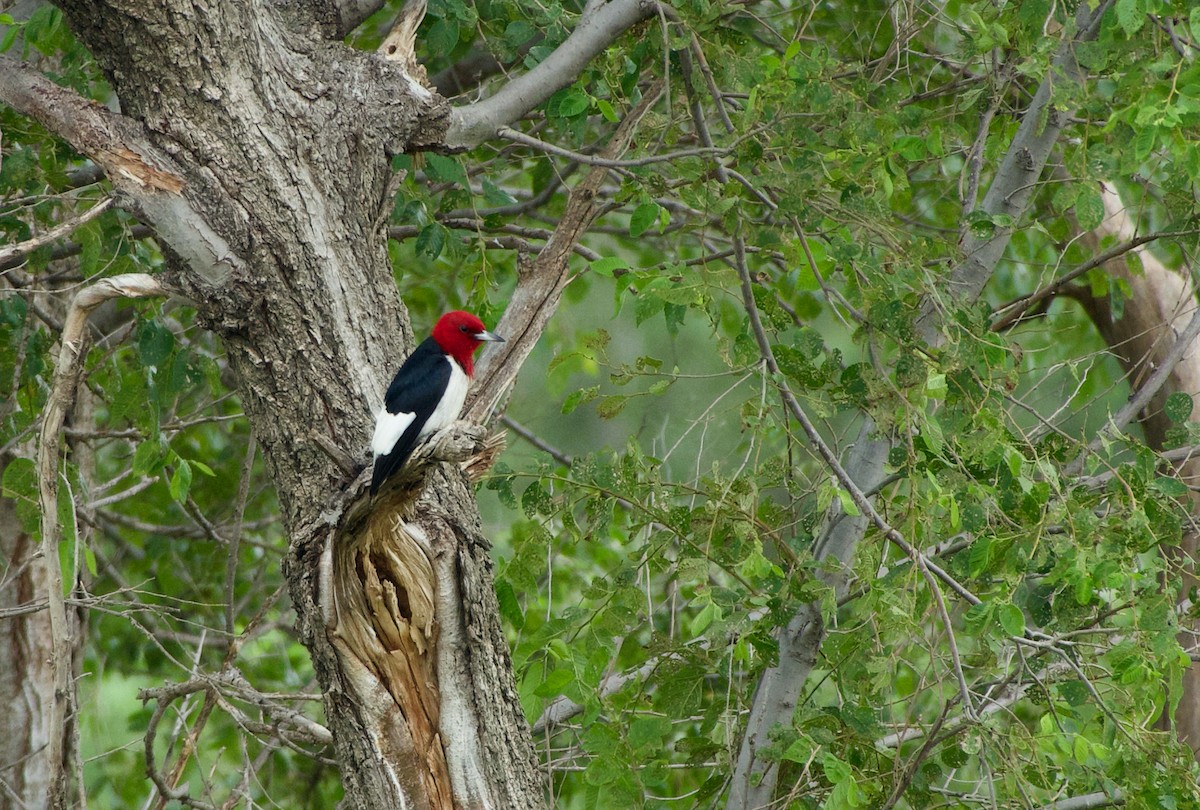 Red-headed Woodpecker - ML620998043