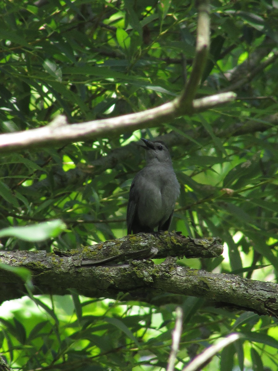 Gray Catbird - ML620998054