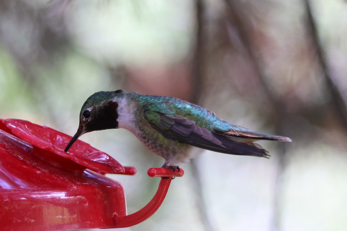 Broad-tailed Hummingbird - ML620998059