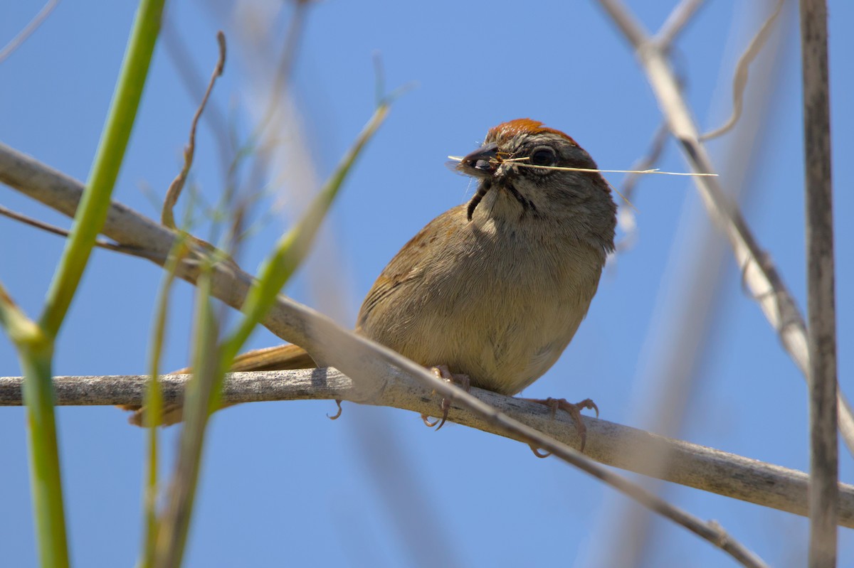 Rufous-crowned Sparrow - ML620998065