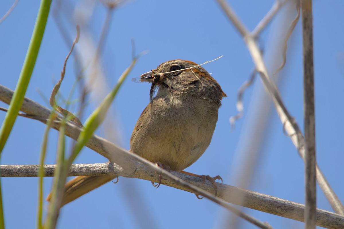 Rufous-crowned Sparrow - ML620998066