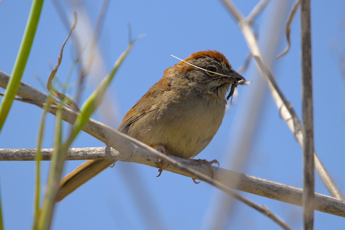 Rufous-crowned Sparrow - ML620998067