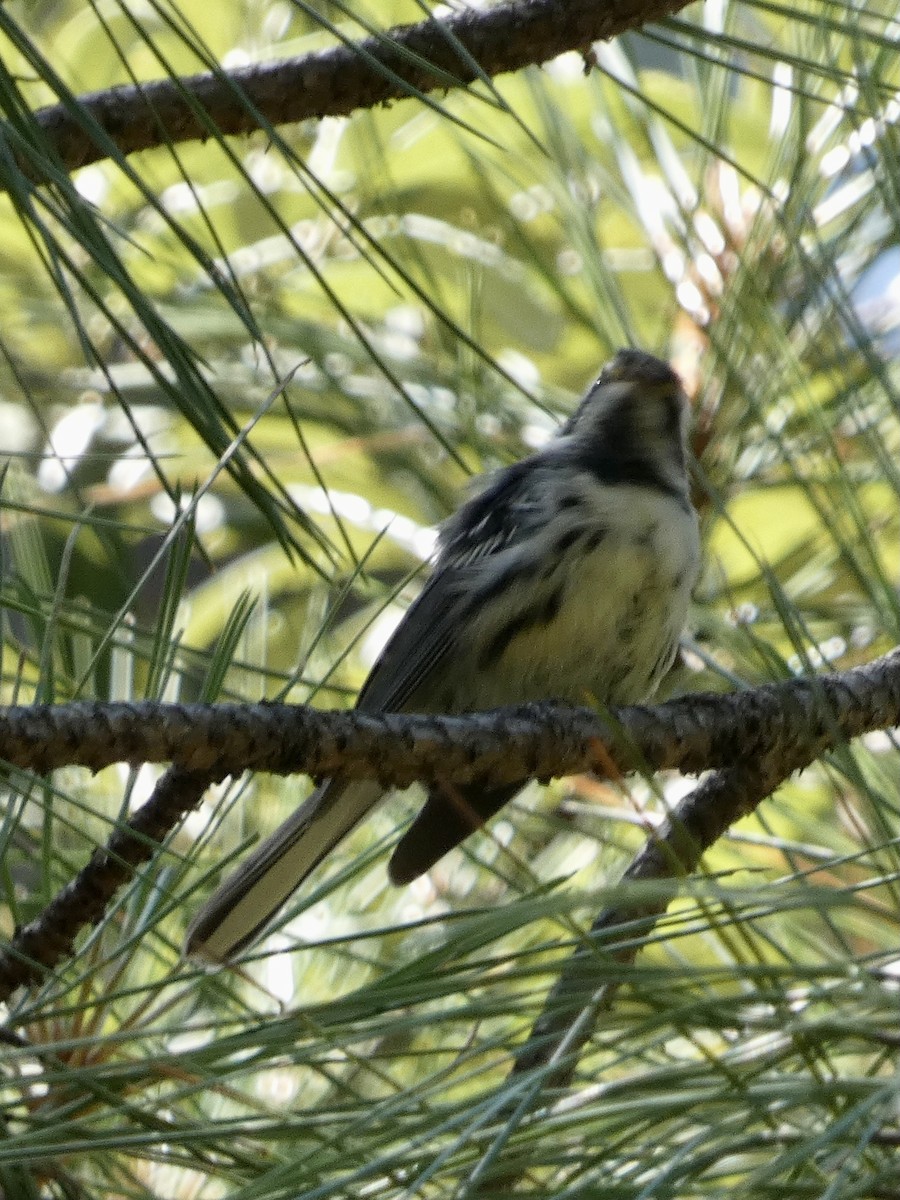 Black-throated Gray Warbler - ML620998083