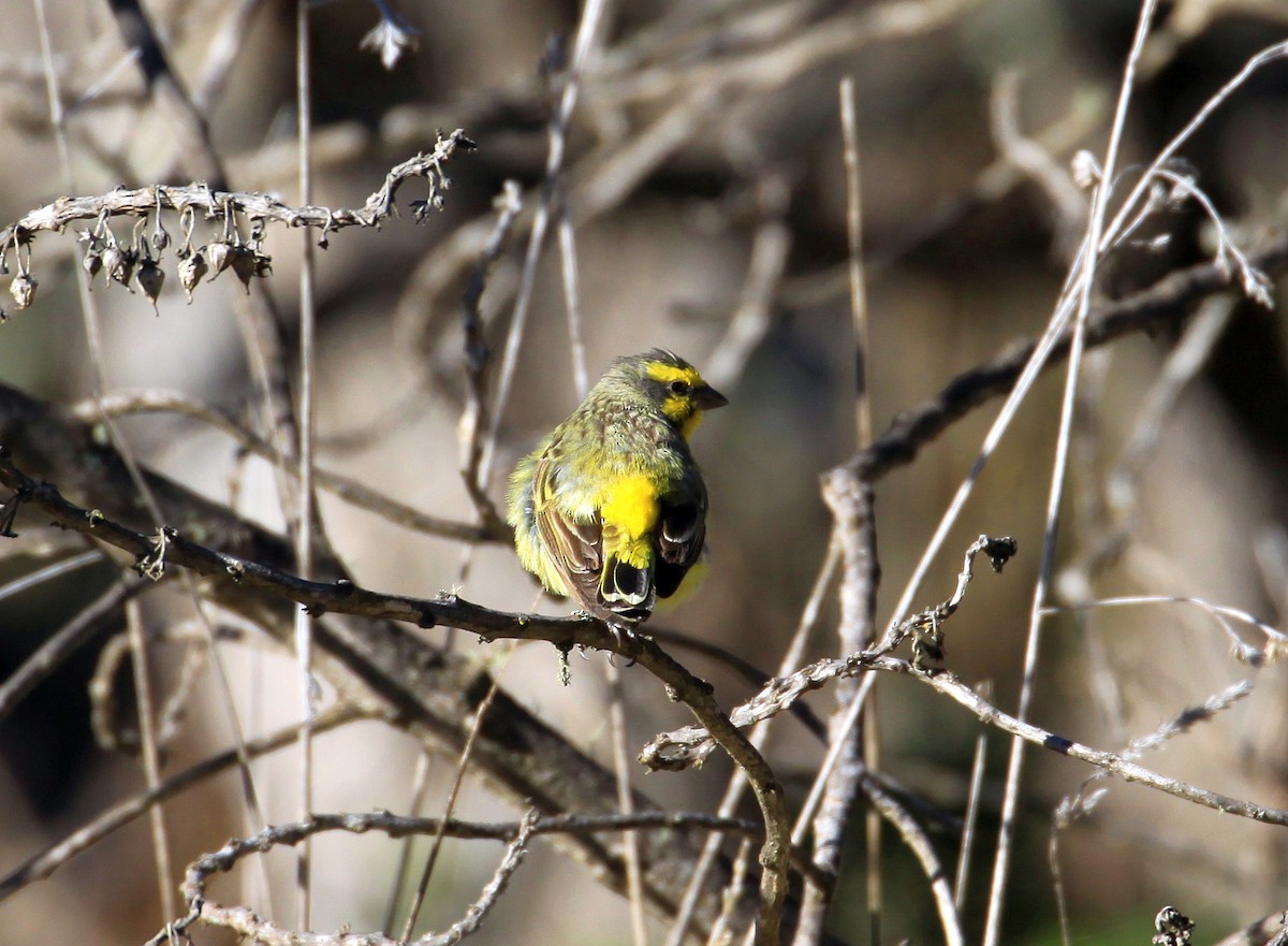 Yellow-fronted Canary - ML620998088