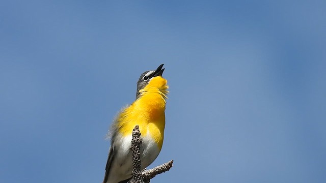 Yellow-breasted Chat - ML620998105