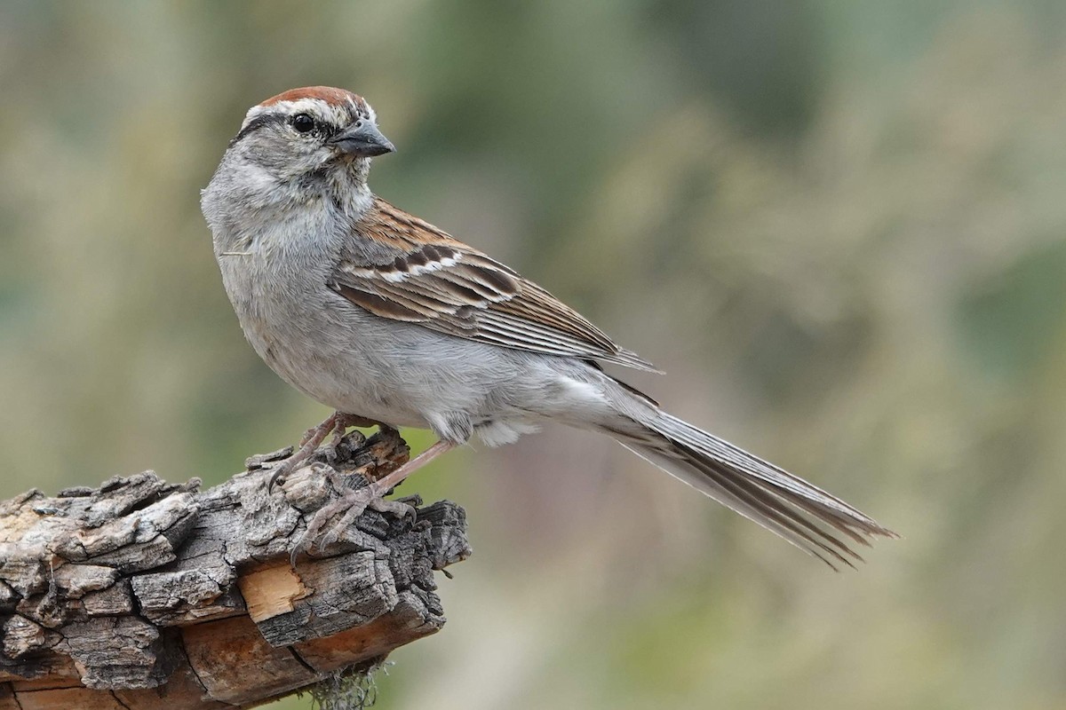 Chipping Sparrow - ML620998107