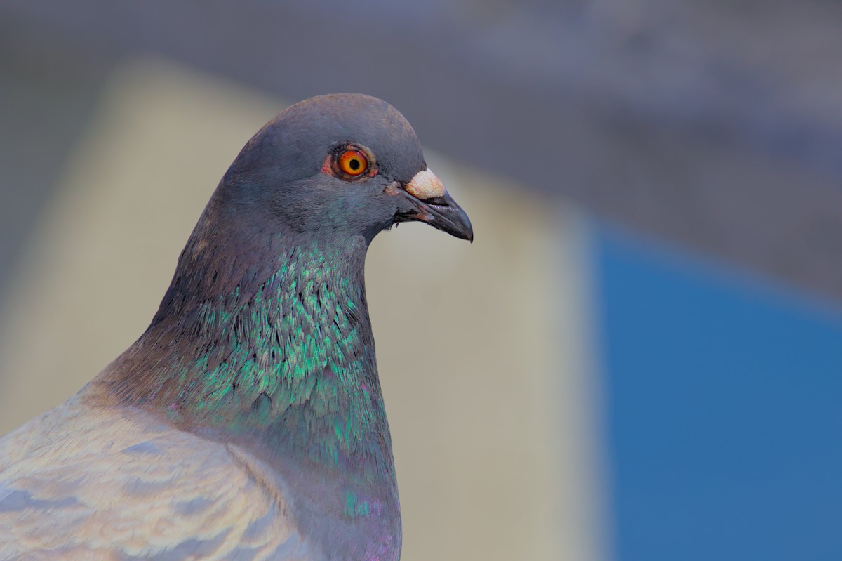 Pigeon biset (forme domestique) - ML620998121
