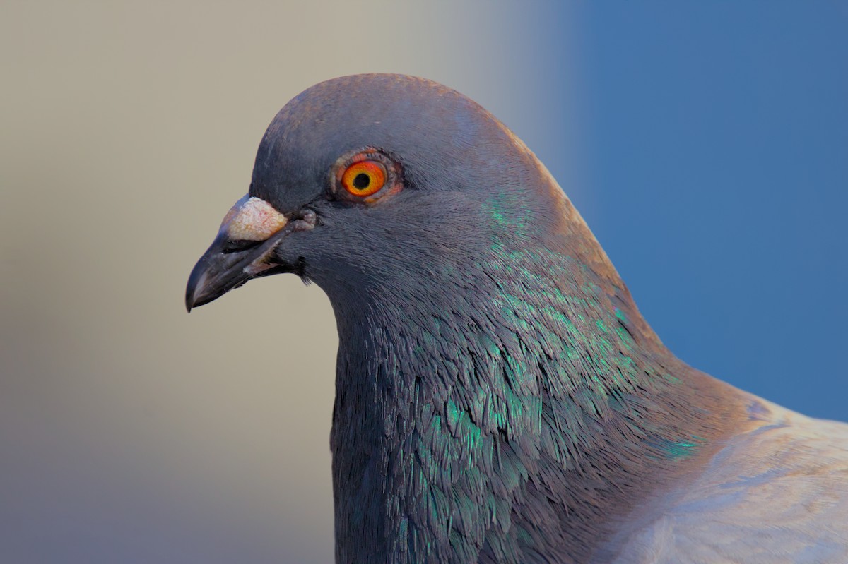 Rock Pigeon (Feral Pigeon) - ML620998123