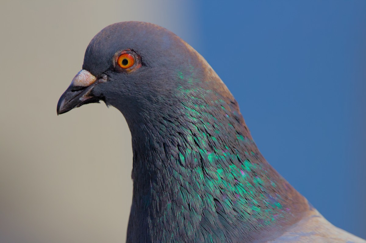 Rock Pigeon (Feral Pigeon) - ML620998124