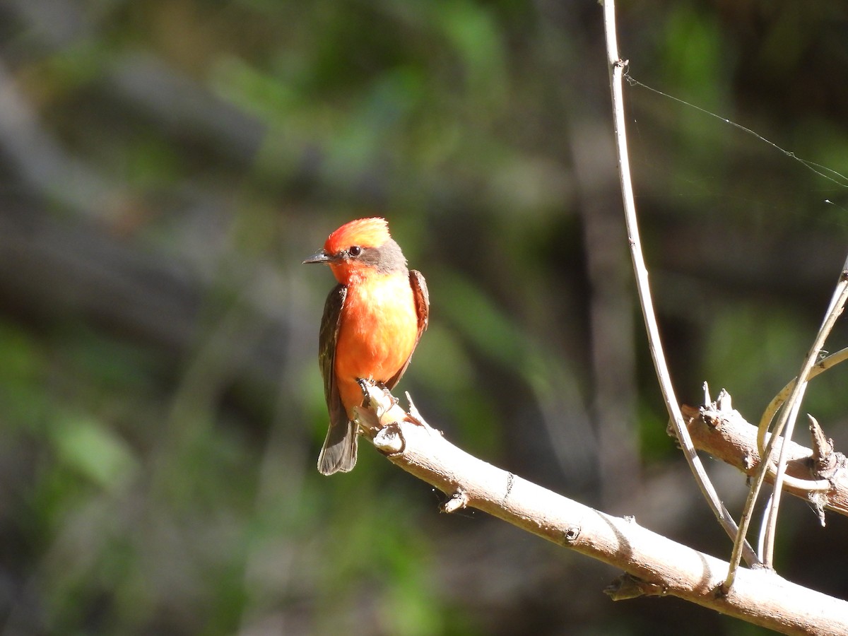 Vermilion Flycatcher - Beth Bruckheimer