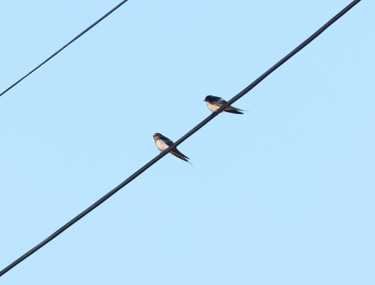 Barn Swallow - ML620998242