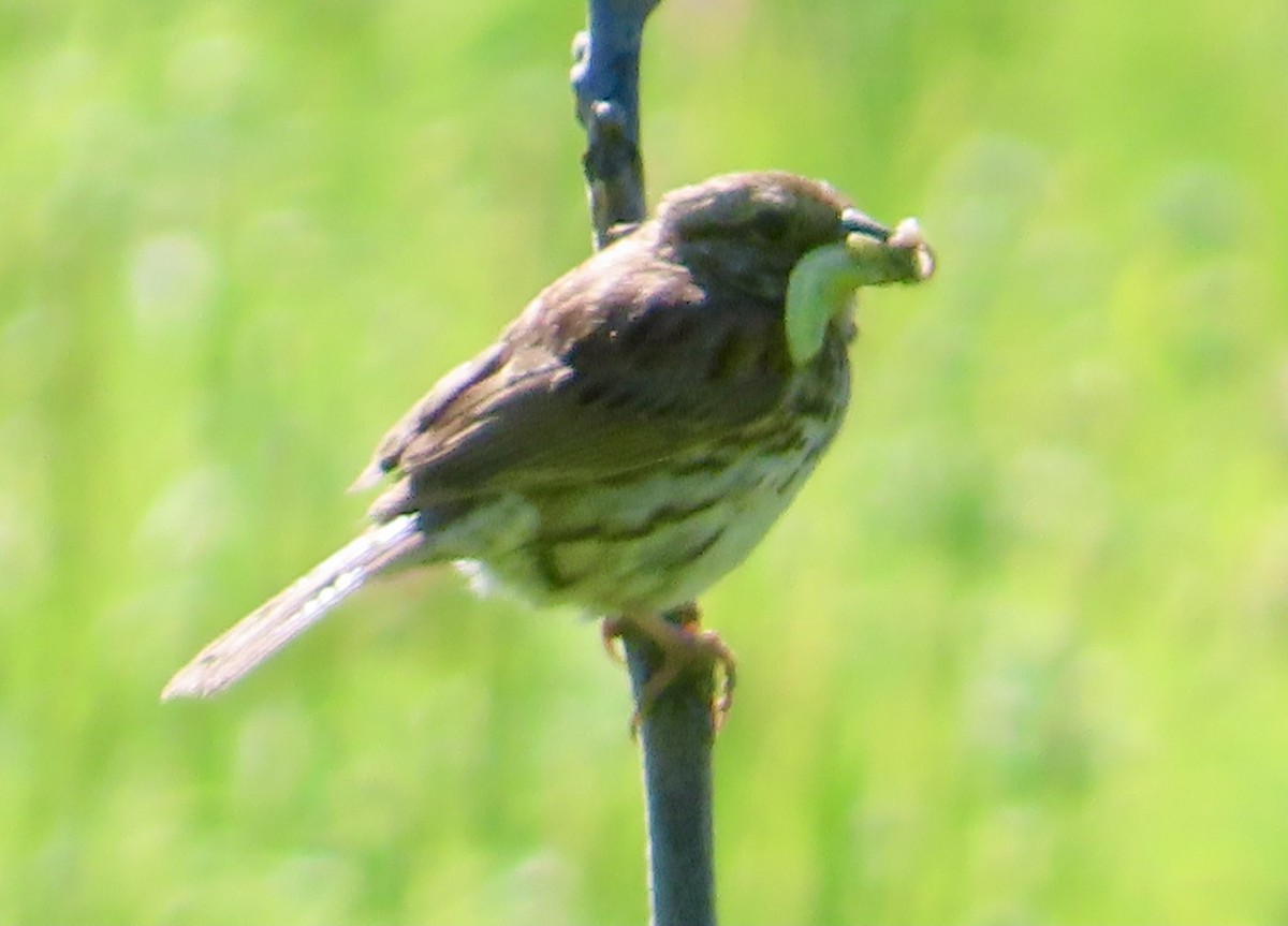 Song Sparrow - Dan Wiessner