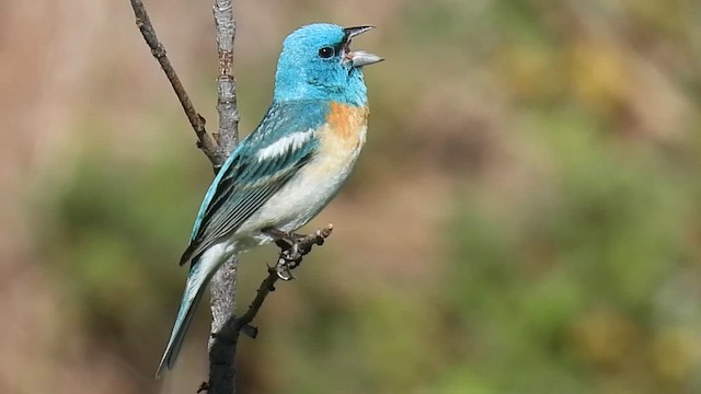 Lazuli Bunting - ML620998246