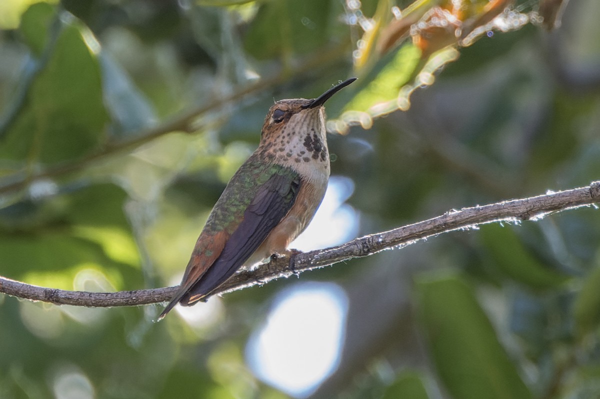 Allen's Hummingbird - ML620998288