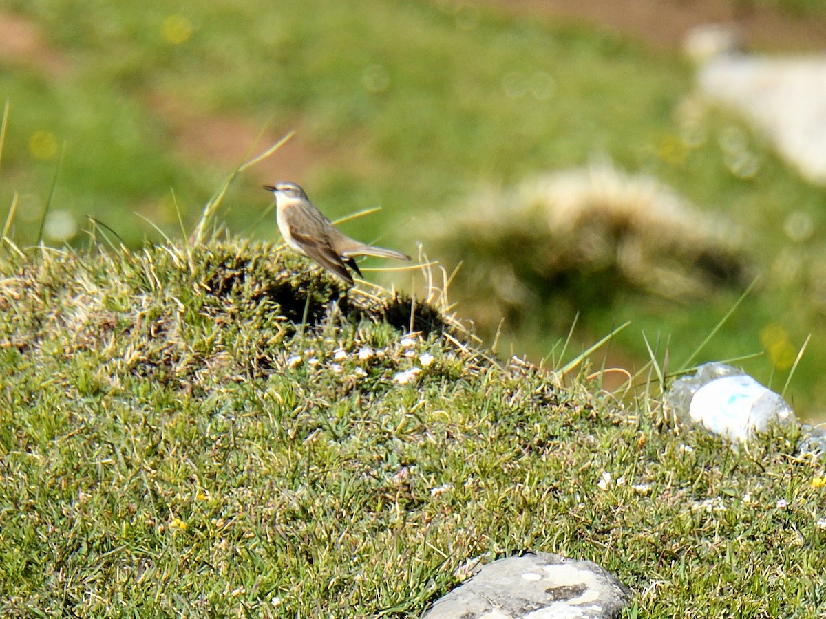 Water Pipit - ML620998301