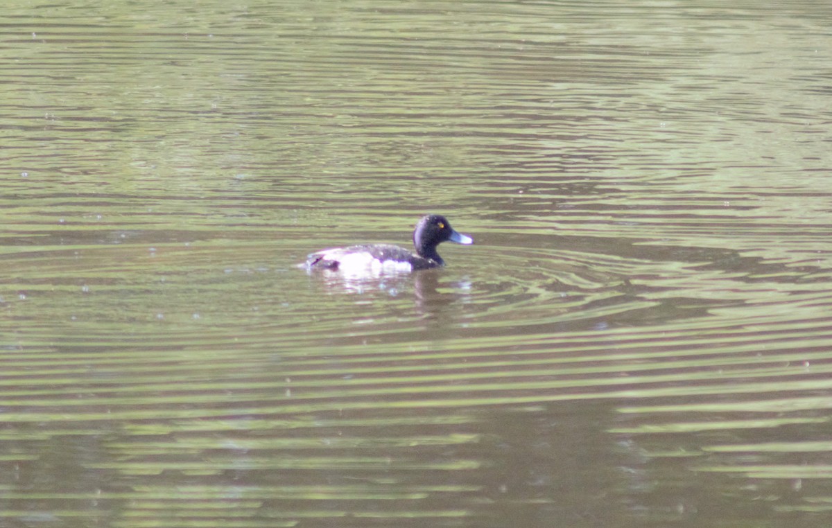 Tufted Duck - ML620998311