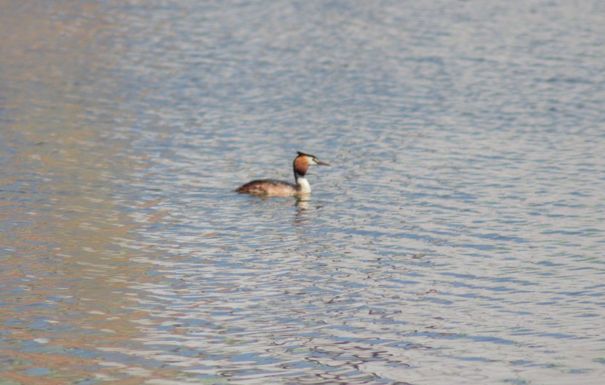 Great Crested Grebe - ML620998314