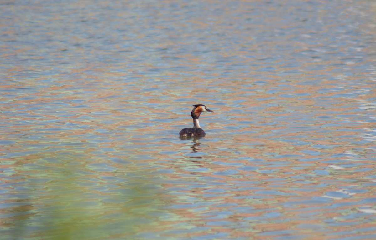 Great Crested Grebe - ML620998318