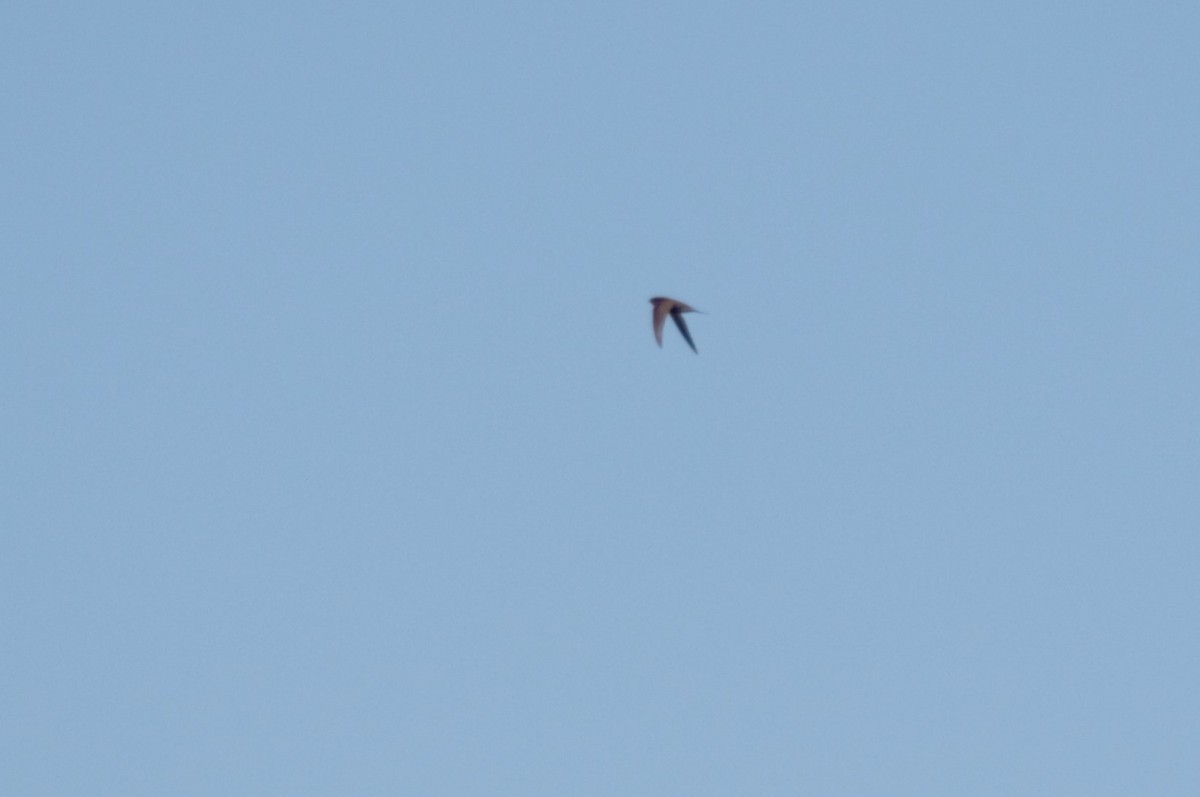 tårnseiler - ML620998325