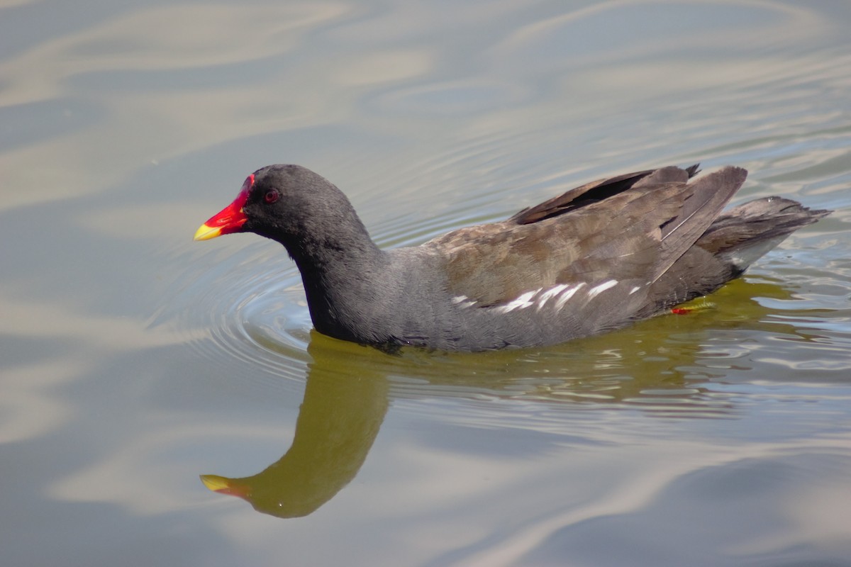 sivhøne - ML620998335