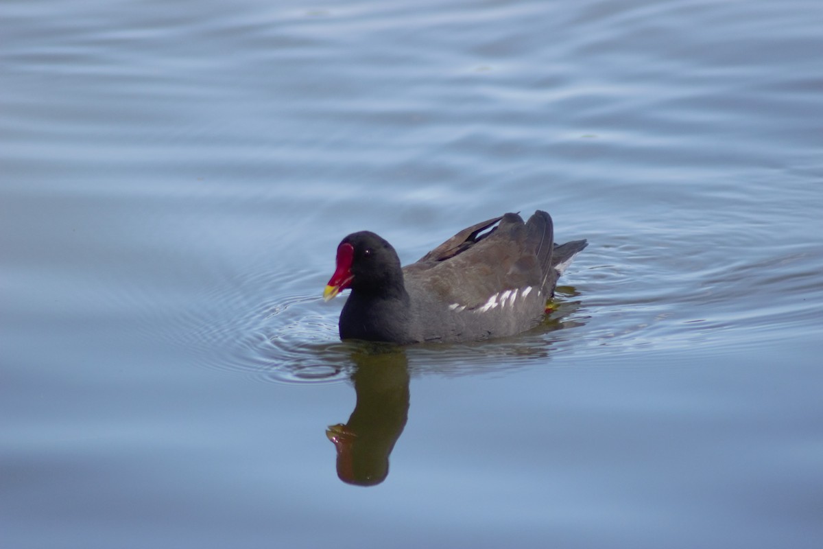 sivhøne - ML620998336