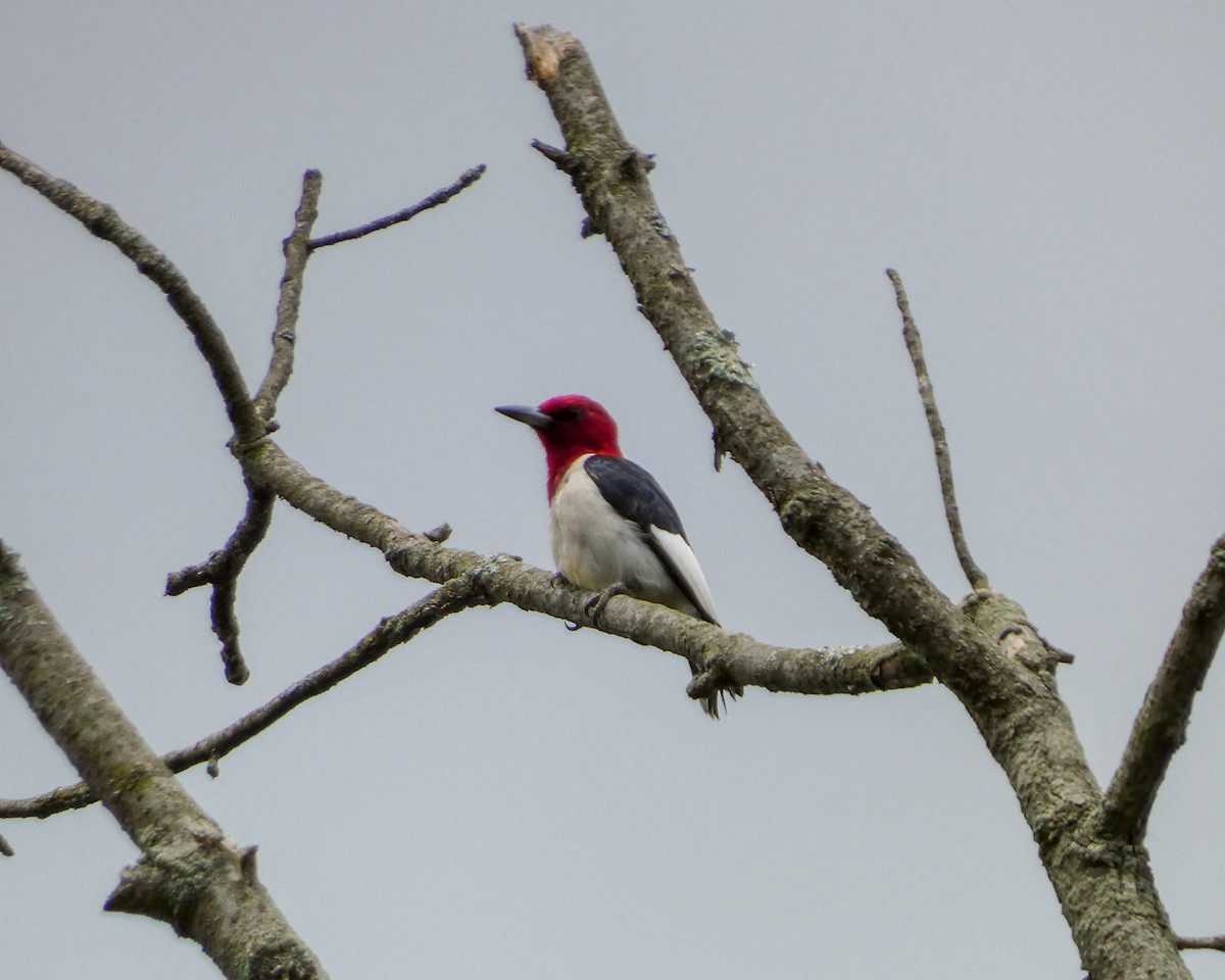 Red-headed Woodpecker - ML620998344