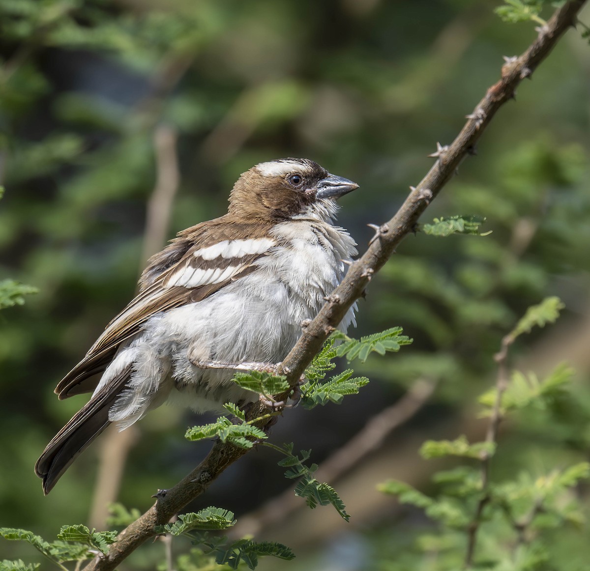 White-browed Sparrow-Weaver - ML620998353