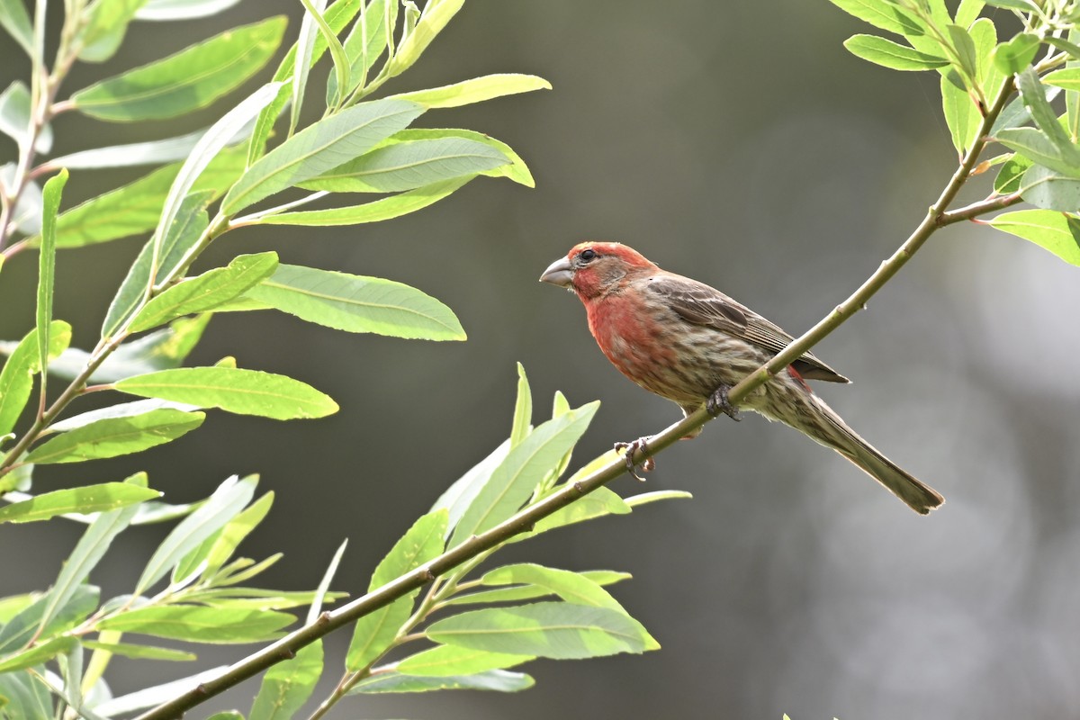 House Finch - Jim Colby