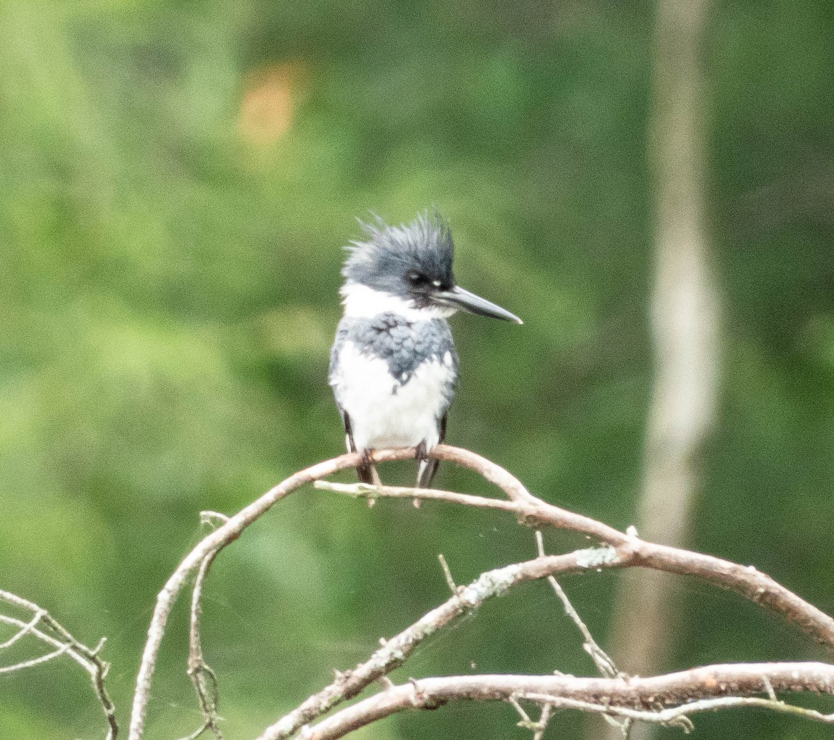 Belted Kingfisher - ML620998377