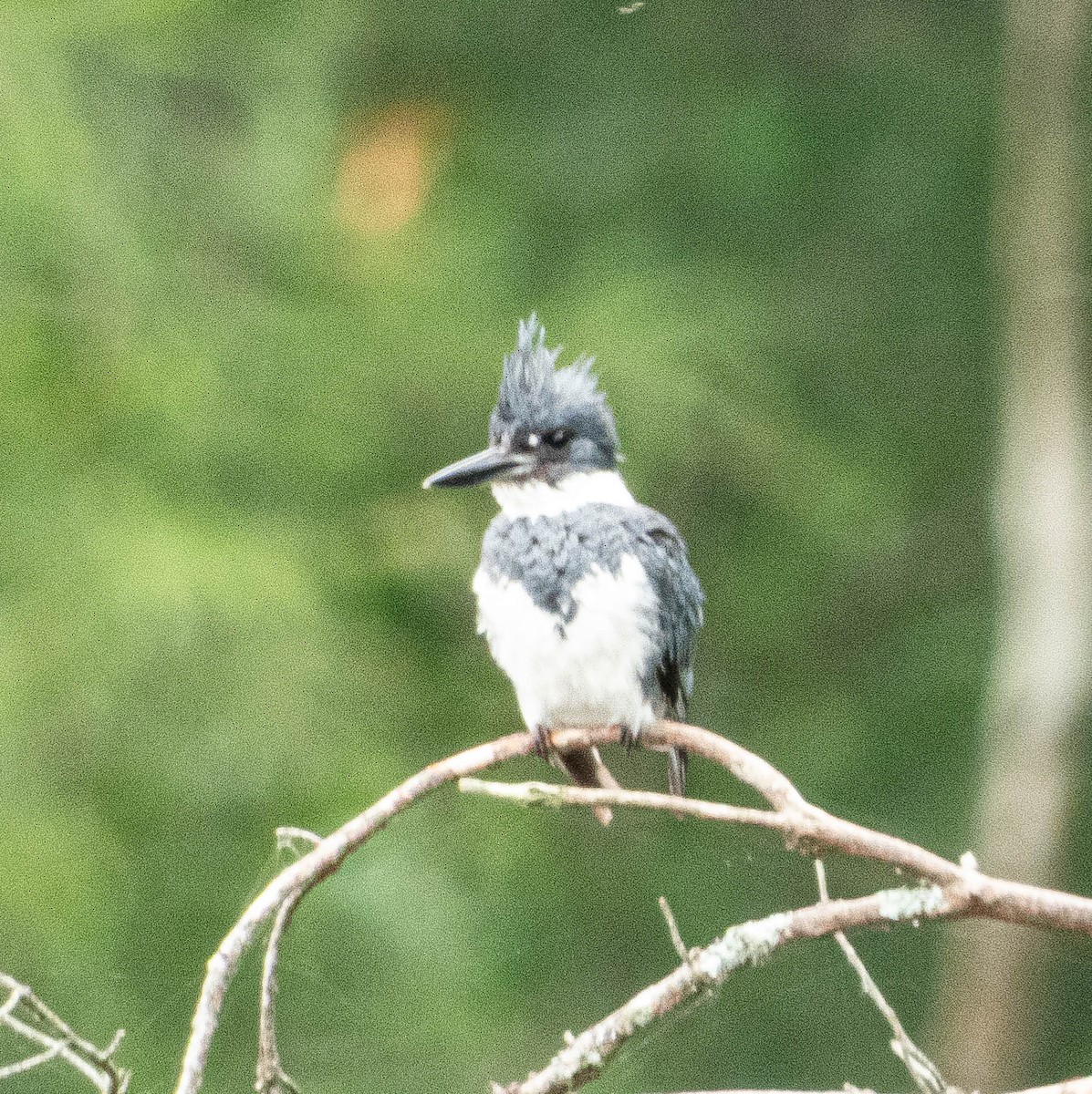 Belted Kingfisher - ML620998378