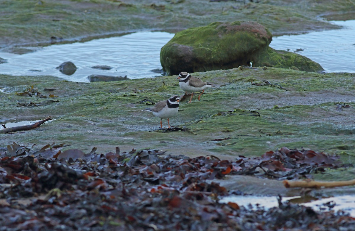 Common Ringed Plover - ML620998431