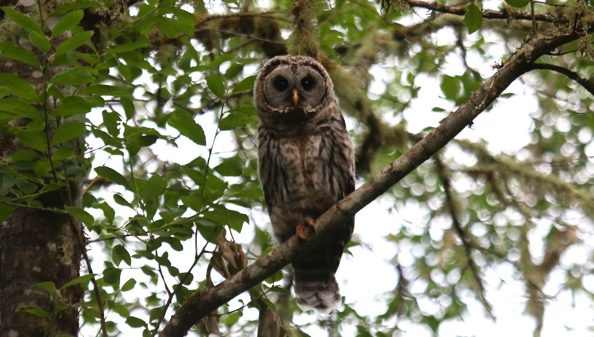Barred Owl - Nels Nelson