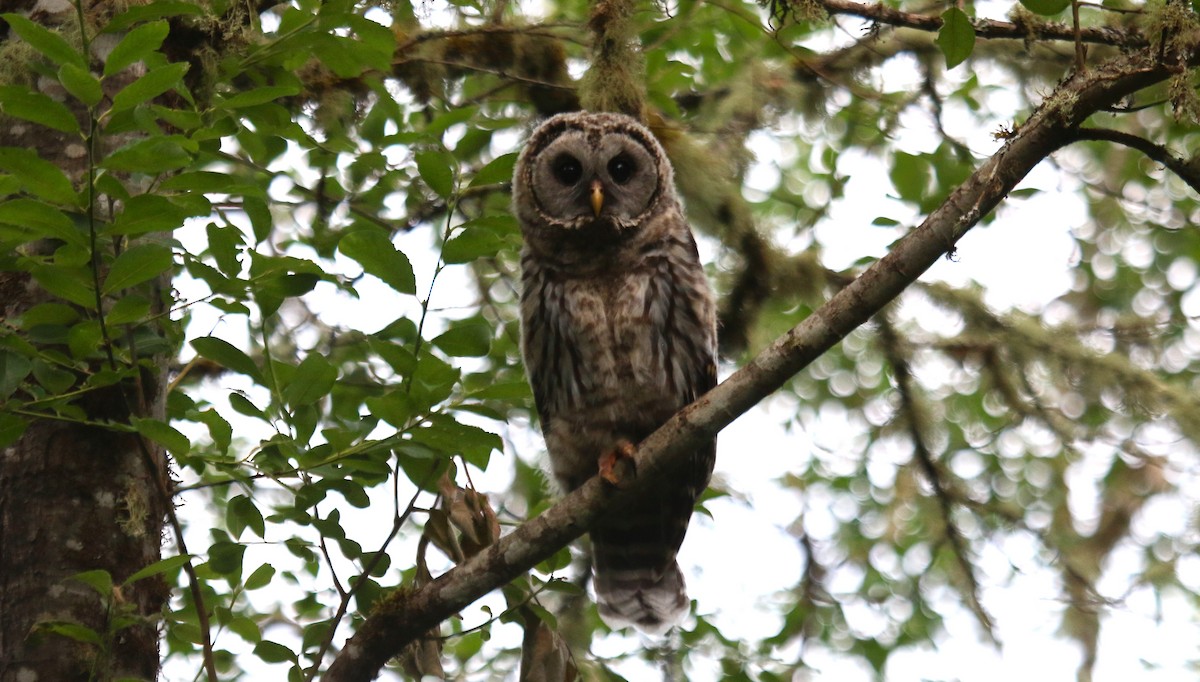 Barred Owl - ML620998440