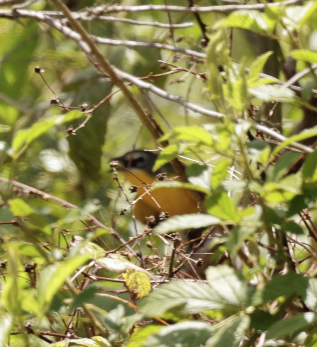 Yellow-breasted Chat - ML620998447
