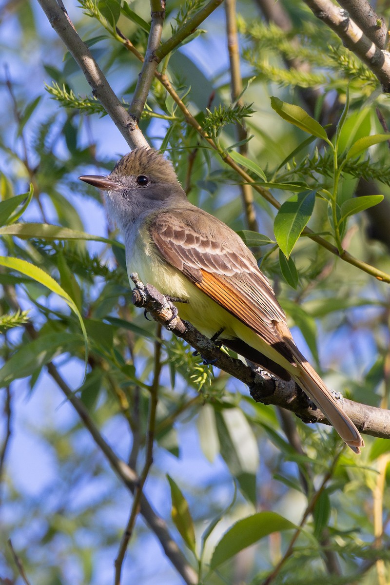 Great Crested Flycatcher - ML620998503